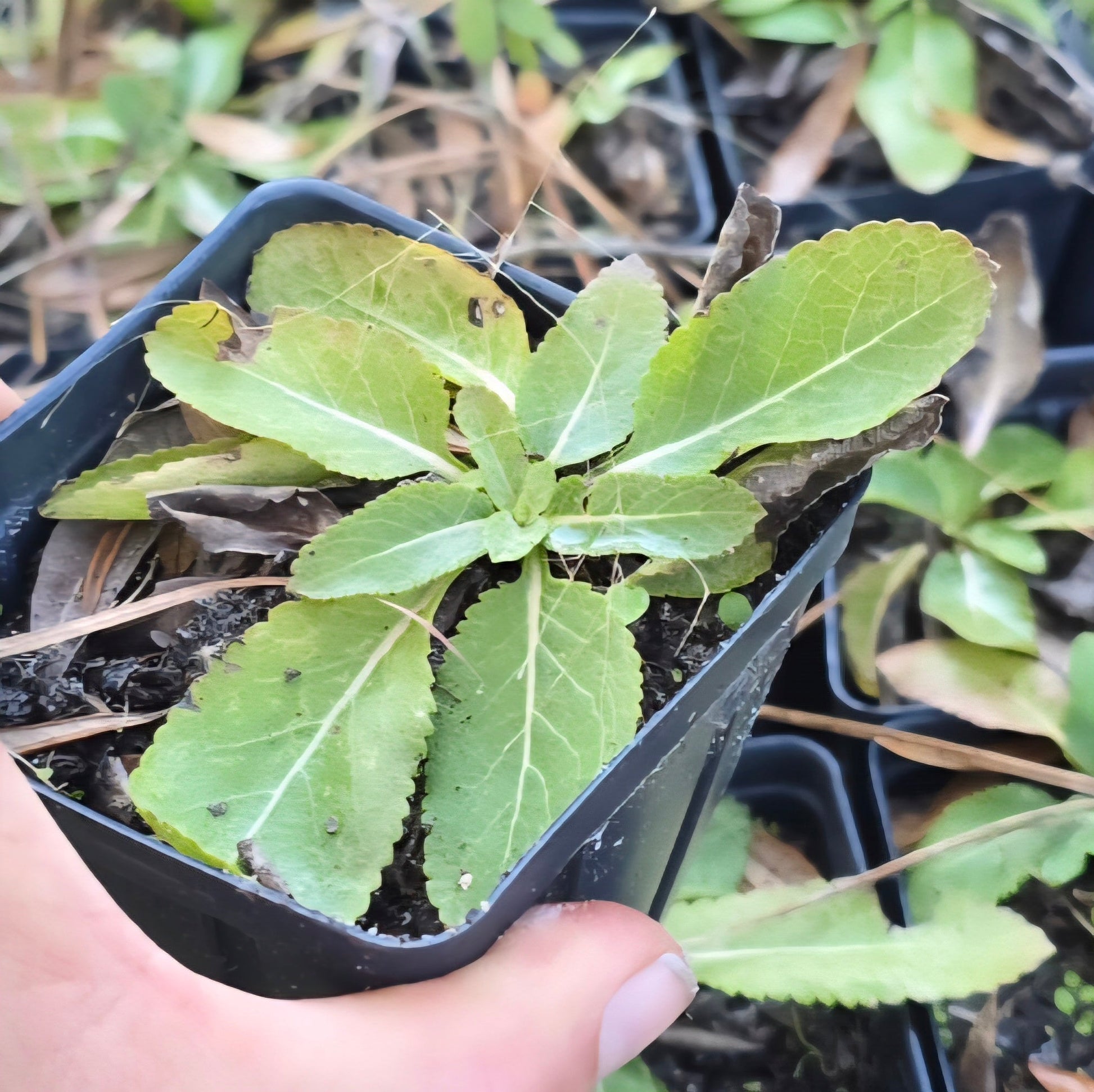 Florida Greeneyes (Berlandiera subacaulis)(Florida Native) - Whitwam Organics