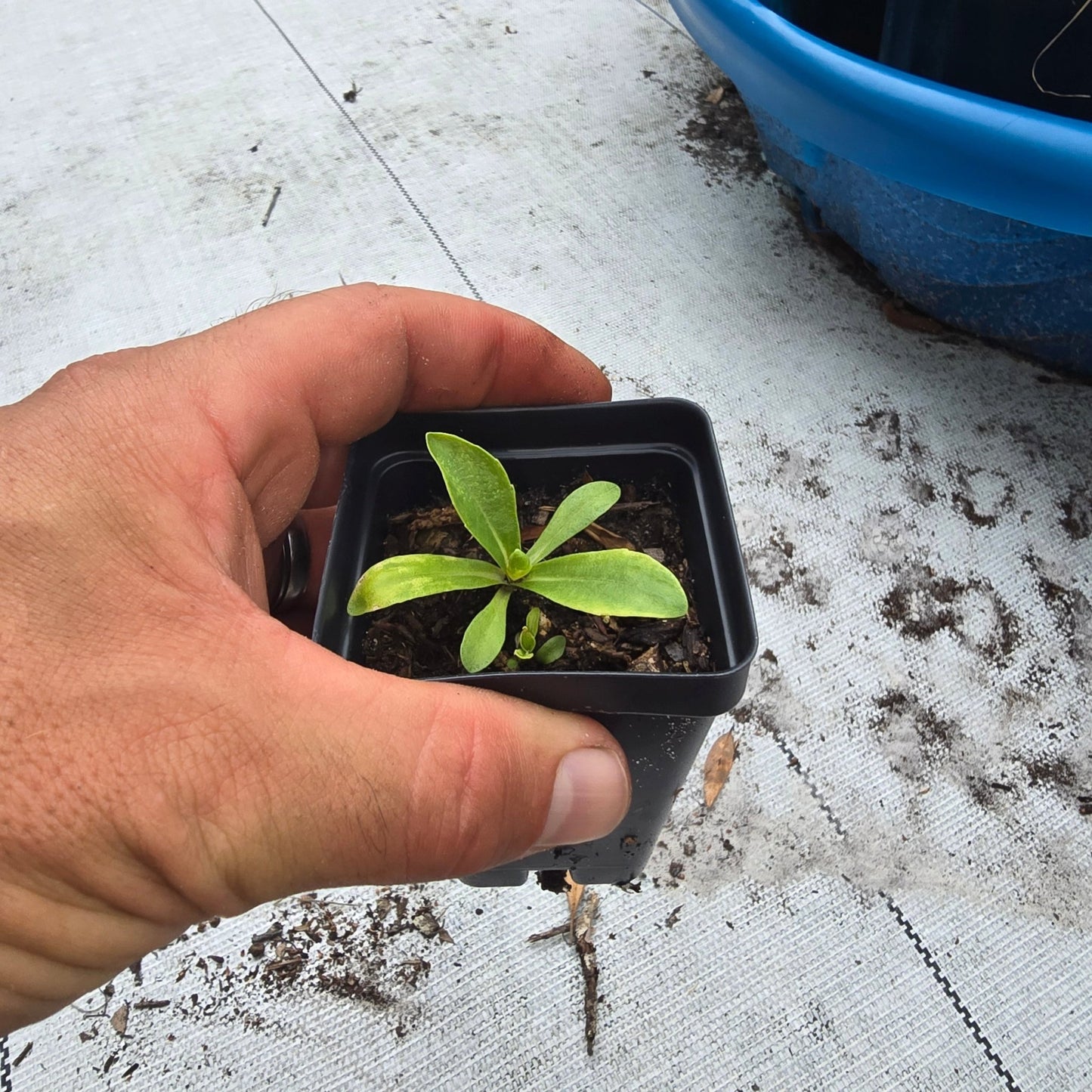 Florida Paintbrush (Carphephorus corymbosus)(Florida Native) - Whitwam Organics