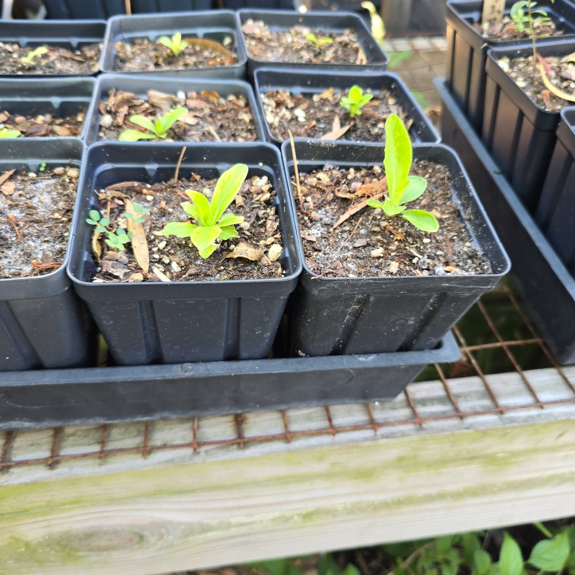 Florida Paintbrush (Carphephorus corymbosus)(Florida Native) - Whitwam Organics