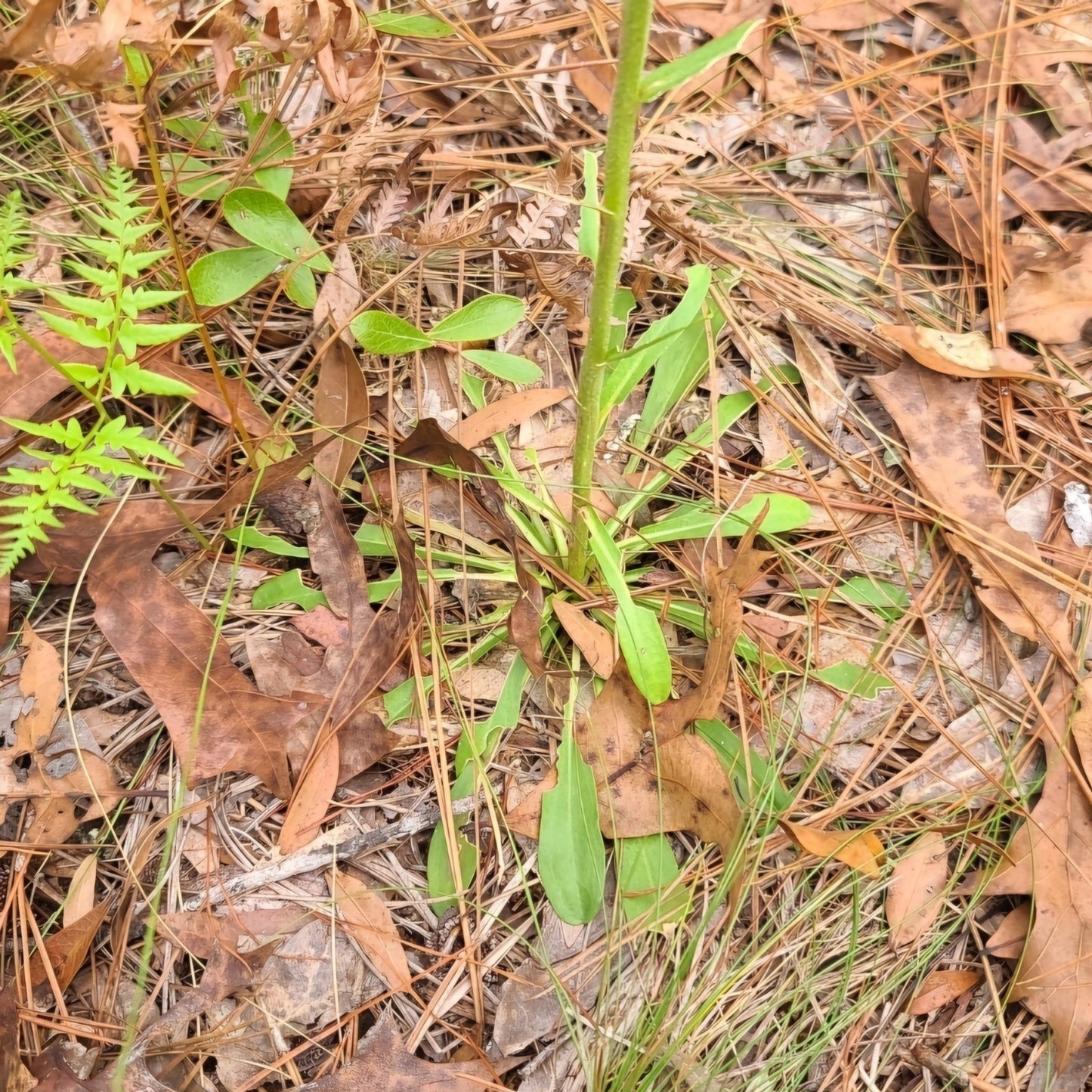 Florida Paintbrush (Carphephorus corymbosus)(Florida Native) - Whitwam Organics
