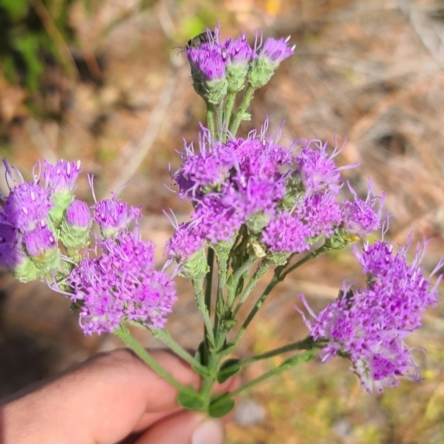 Florida Paintbrush (Carphephorus corymbosus)(Florida Native) - Whitwam Organics