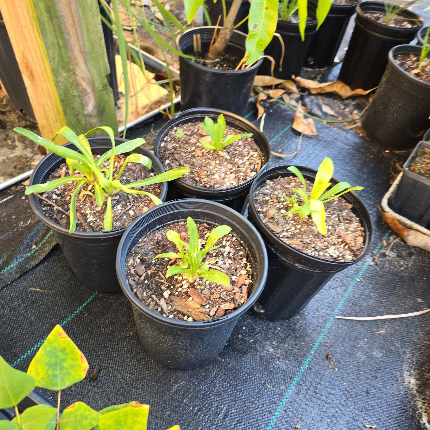 Florida Paintbrush (Carphephorus corymbosus)(Florida Native) - Whitwam Organics