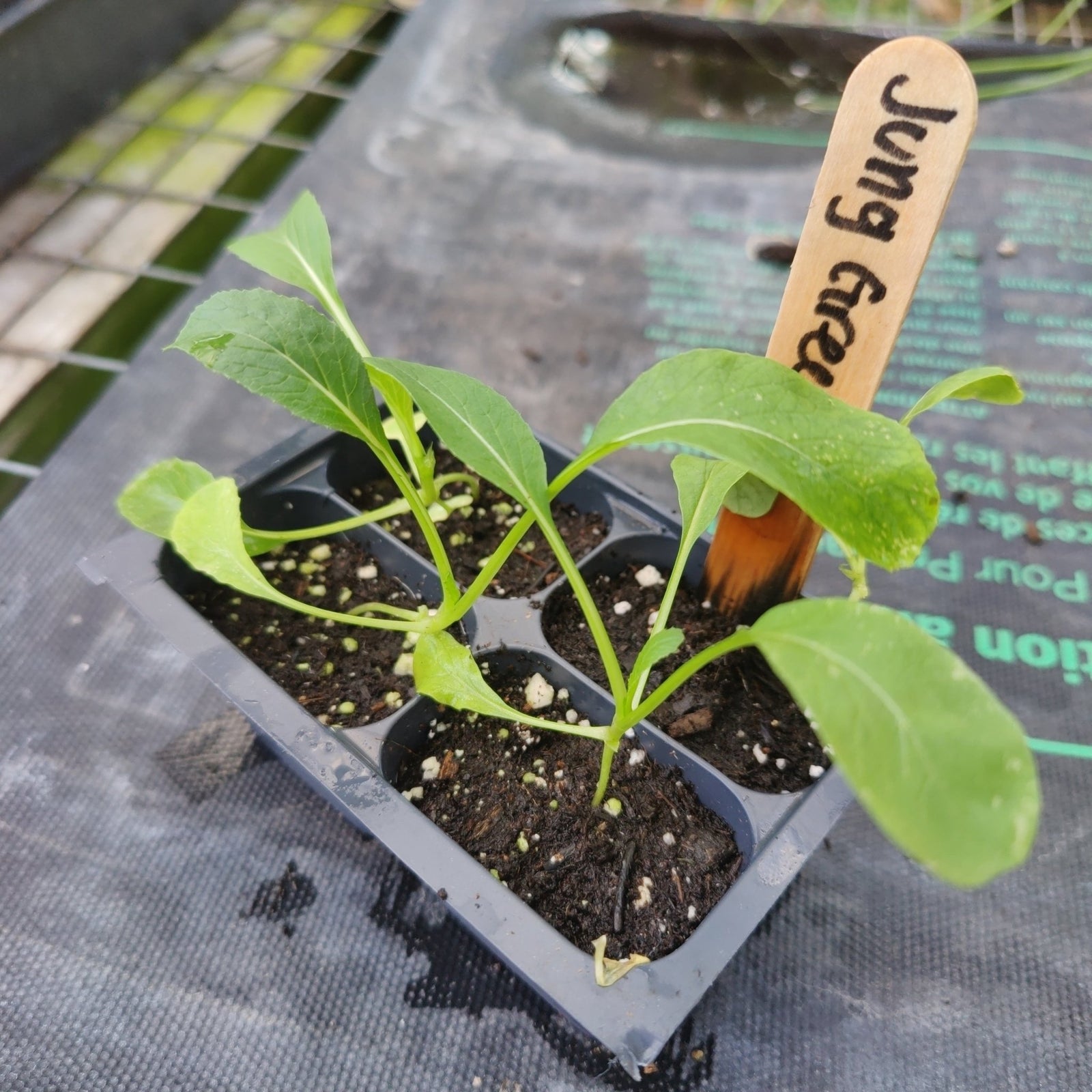 Flowering Brassica - Jung Green - Whitwam Organics