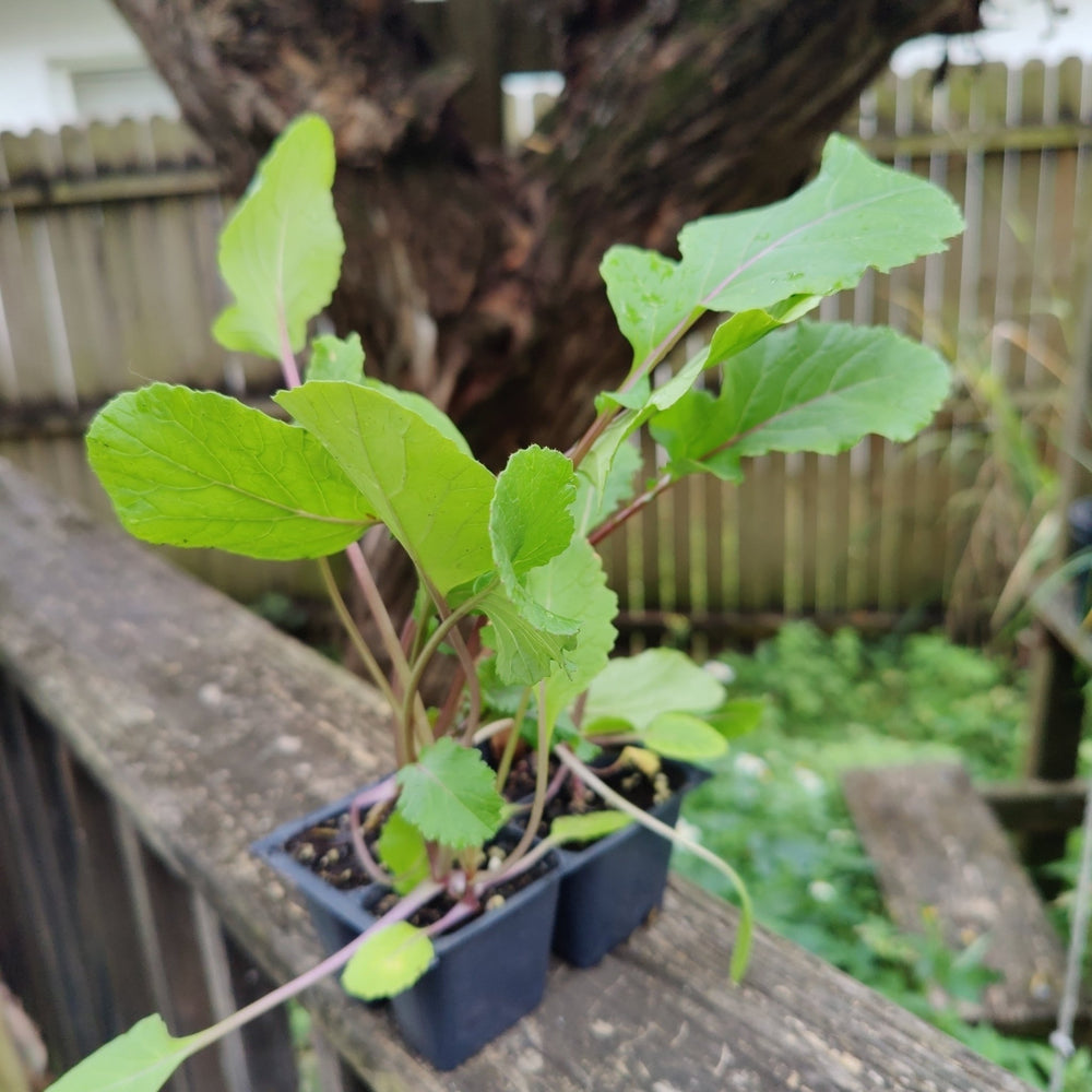 Flowering Brassica - Kosaitai Purple Choi Sum - Whitwam Organics