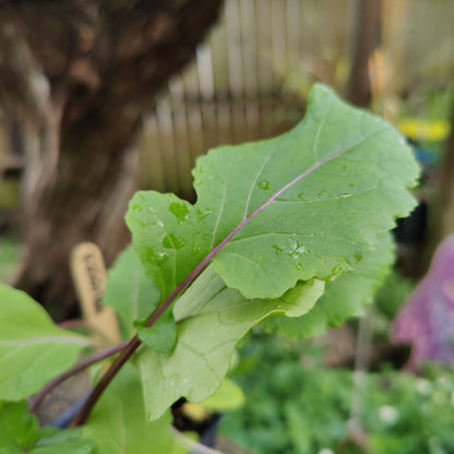 Flowering Brassica - Kosaitai Purple Choi Sum - Whitwam Organics