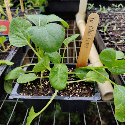 Flowering Brassica - Yu Choi Sum - Whitwam Organics