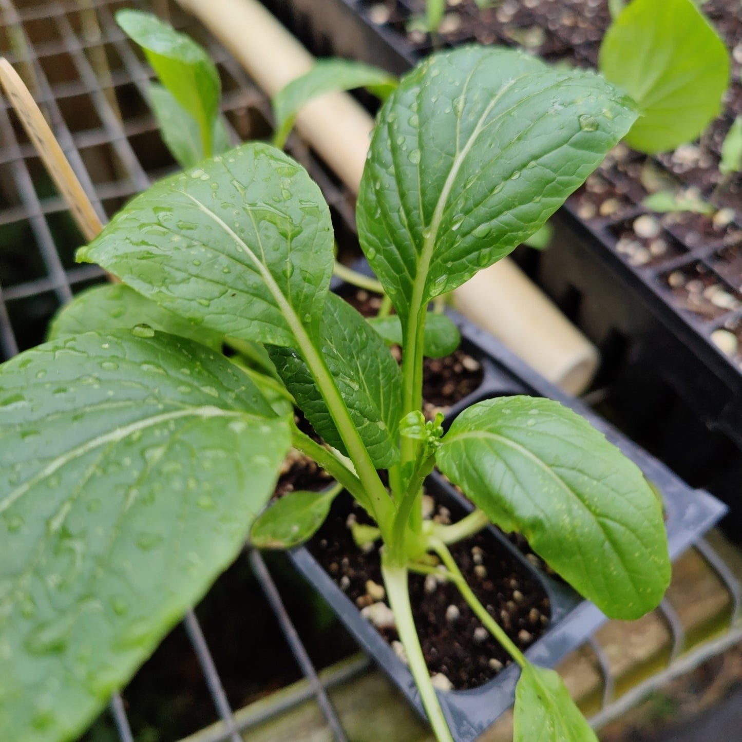 Flowering Brassica - Yu Choi Sum - Whitwam Organics