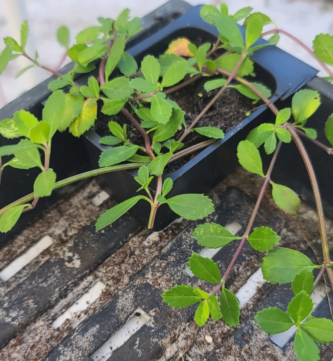 Frogfruit (Phyla nodiflora)(Florida Native) - Whitwam Organics