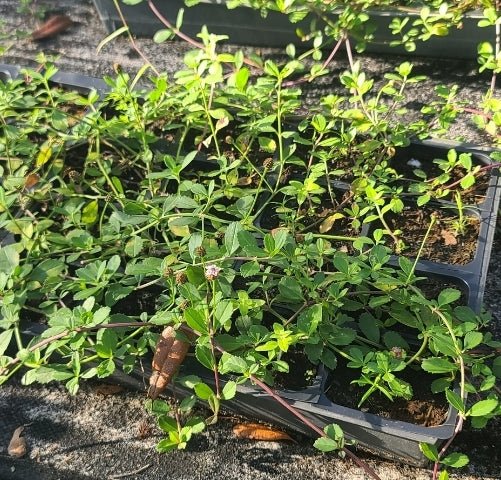Frogfruit (Phyla nodiflora)(Florida Native) - Whitwam Organics