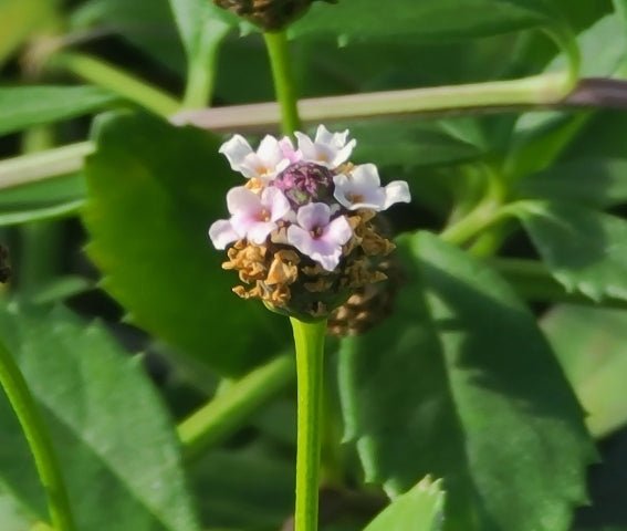 Frogfruit (Phyla nodiflora)(Florida Native) - Whitwam Organics