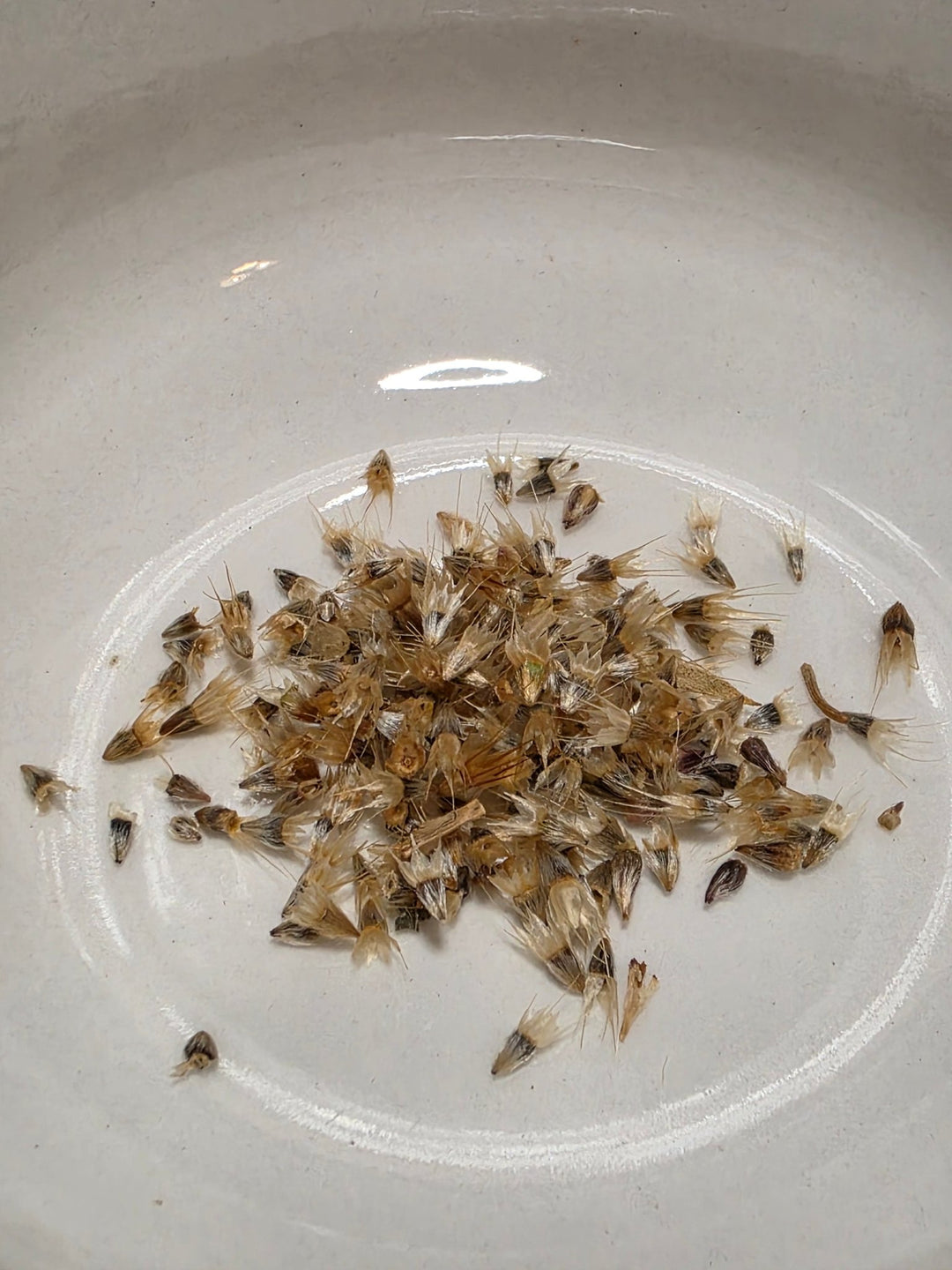 Gaillardia - Indian Blanket Flower G. pulchella (Florida - Friendly) - Whitwam Organics