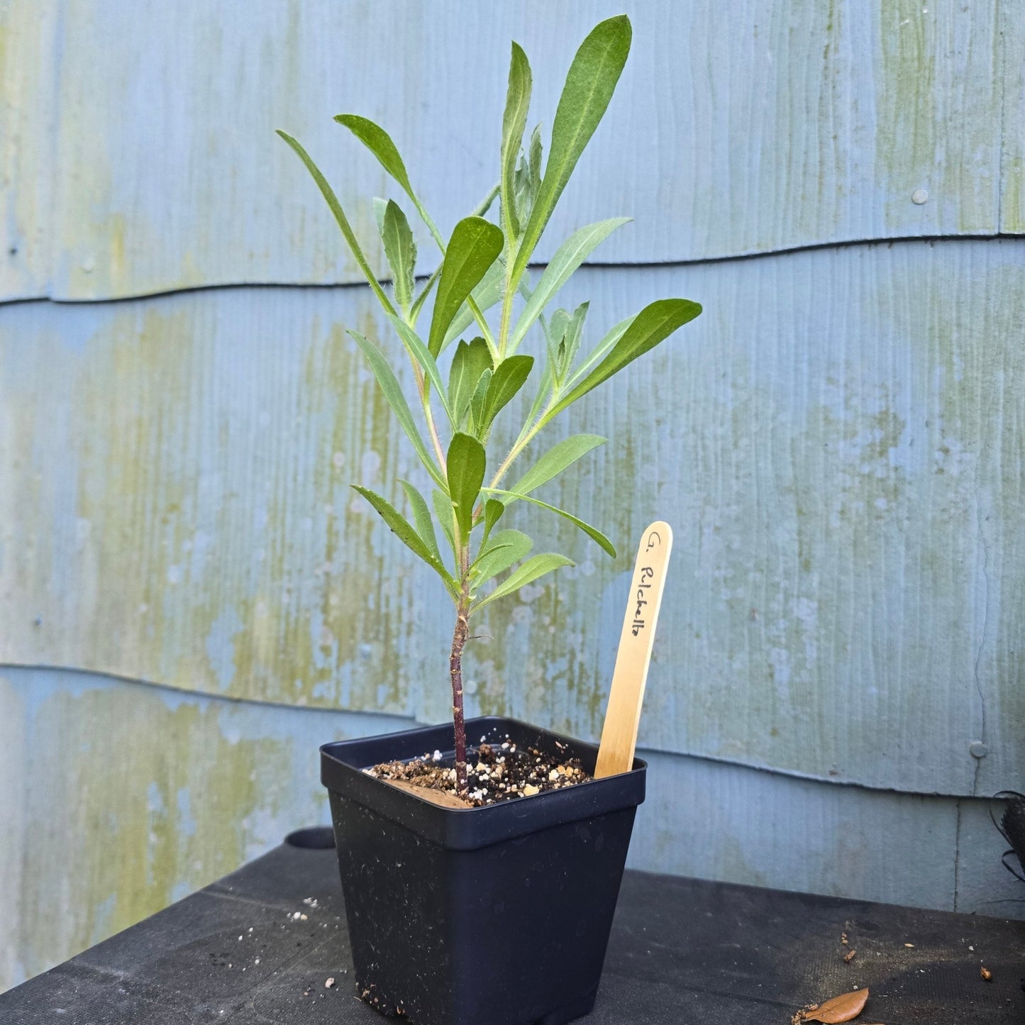 Gaillardia - Indian Blanket Flower G. pulchella (Florida - Friendly) - Whitwam Organics