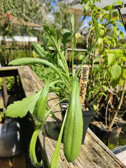Gaillardia - Indian Blanket Flower G. pulchella (Florida - Friendly) - Whitwam Organics