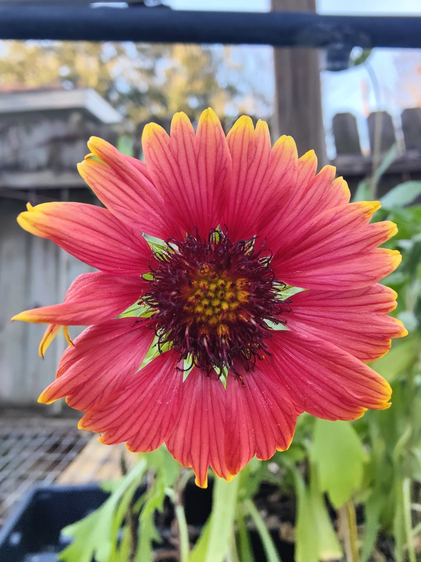 Gaillardia - Indian Blanket Flower G. pulchella (Florida - Friendly) - Whitwam Organics