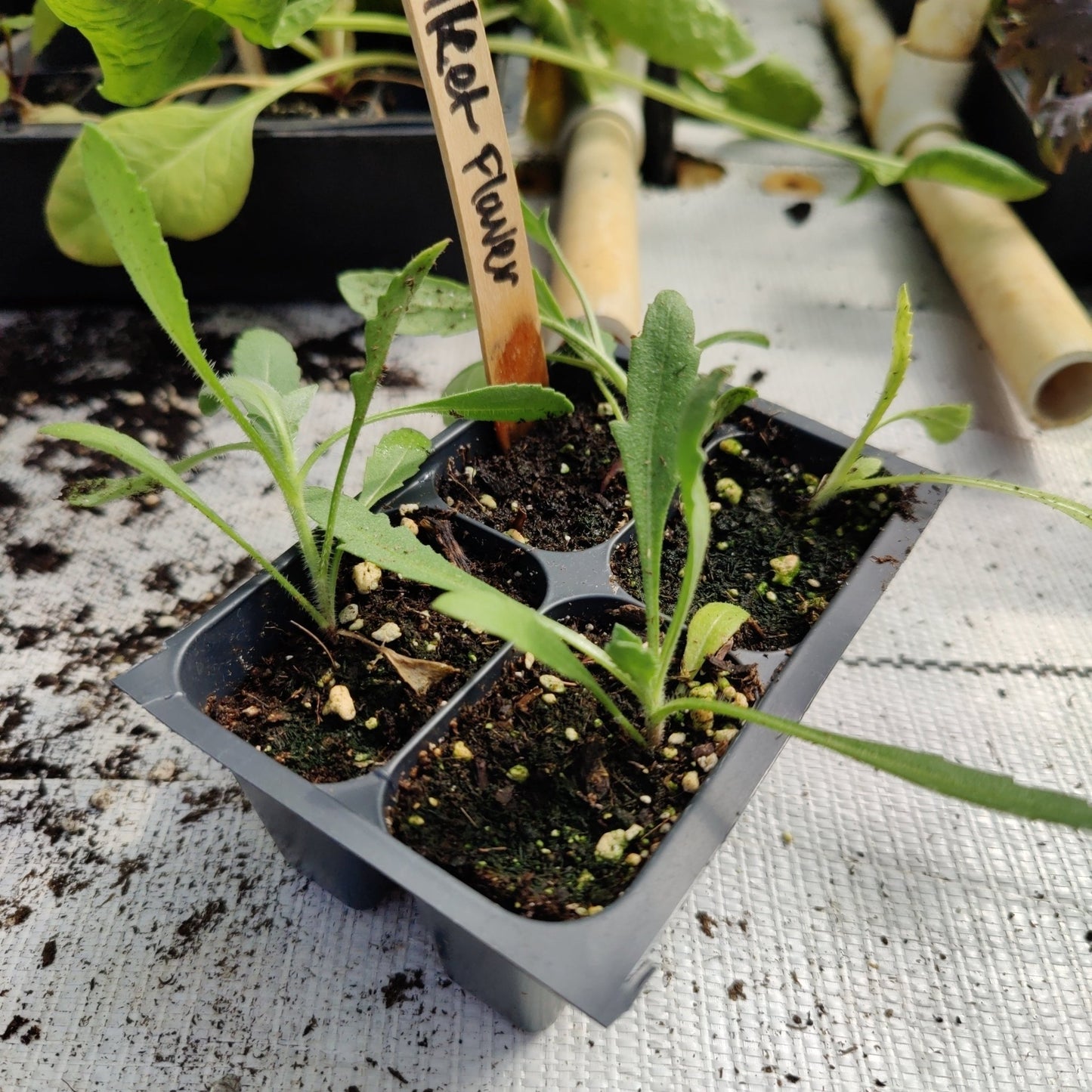 Gaillardia - Indian Blanket Flower G. pulchella (Florida - Friendly) - Whitwam Organics