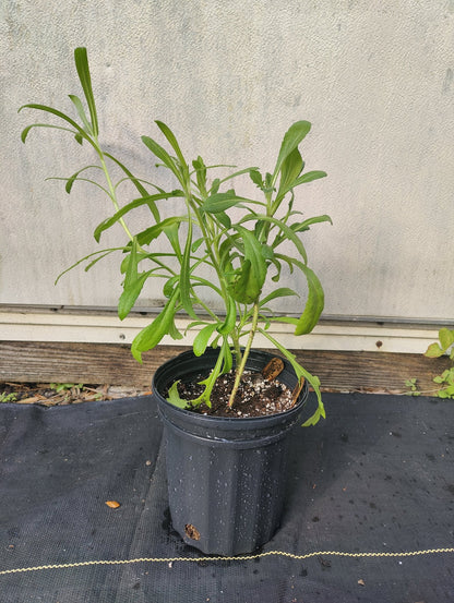 Gaillardia - Indian Blanket Flower G. pulchella (Florida - Friendly) - Whitwam Organics