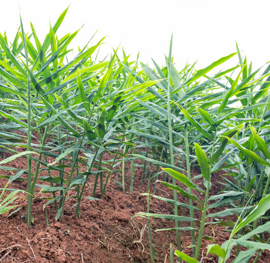 Ginger - (Zingiber officianale) - Whitwam Organics