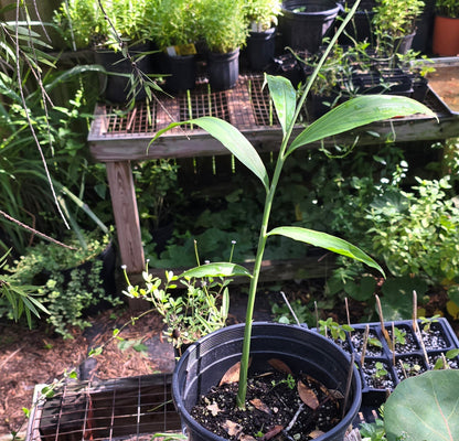 Ginger - (Zingiber officianale) - Whitwam Organics