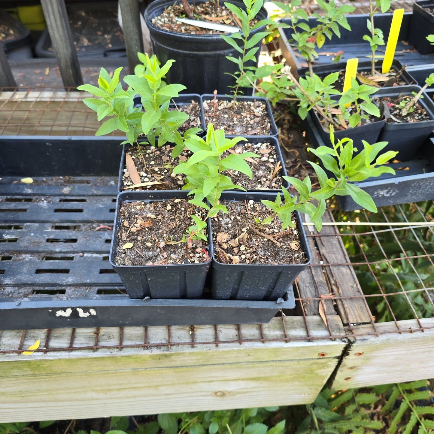 Goldenrod - Chapman's Goldenrod (Solidago odora)(Florida Native) - Whitwam Organics
