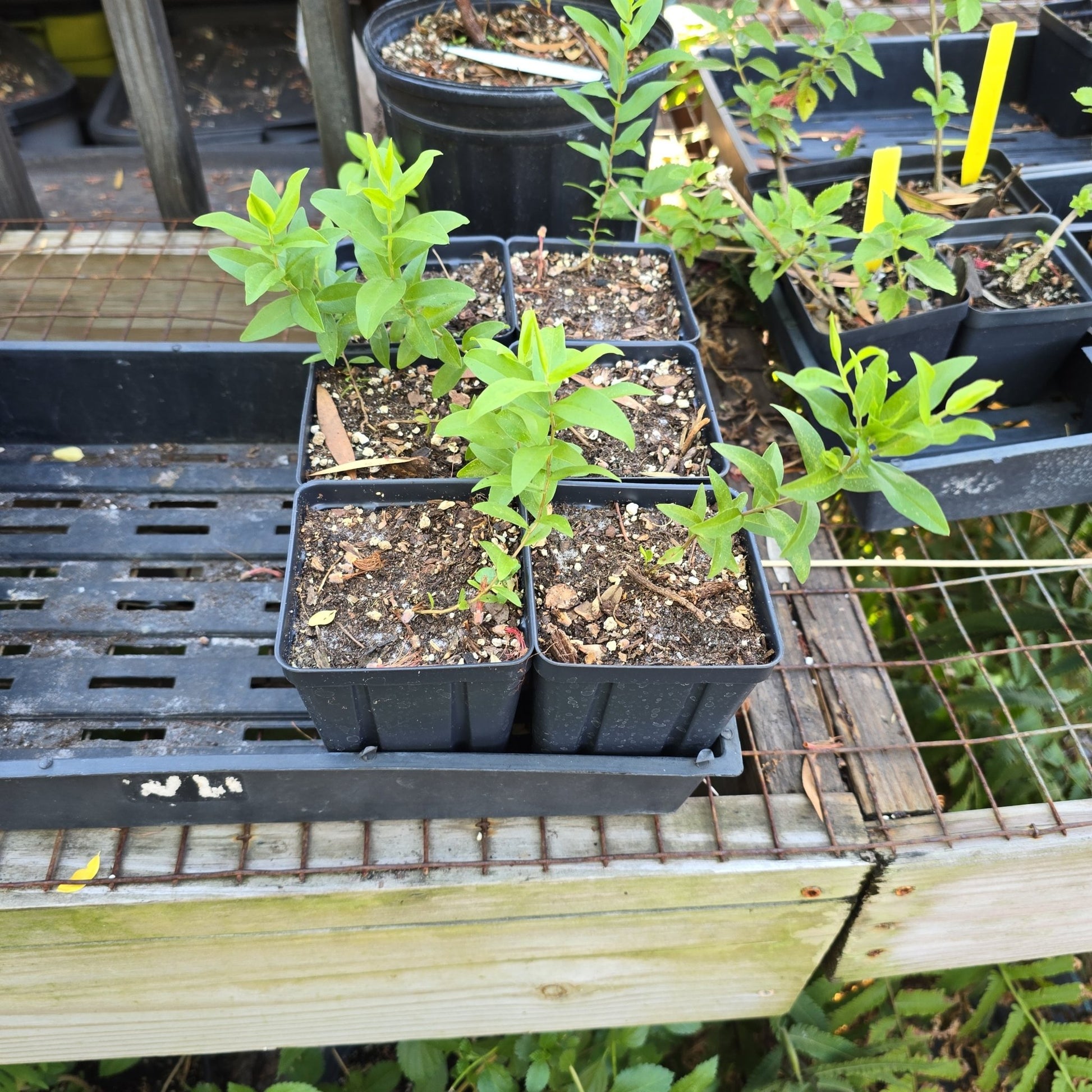 Goldenrod - Chapman's Goldenrod (Solidago odora)(Florida Native) - Whitwam Organics