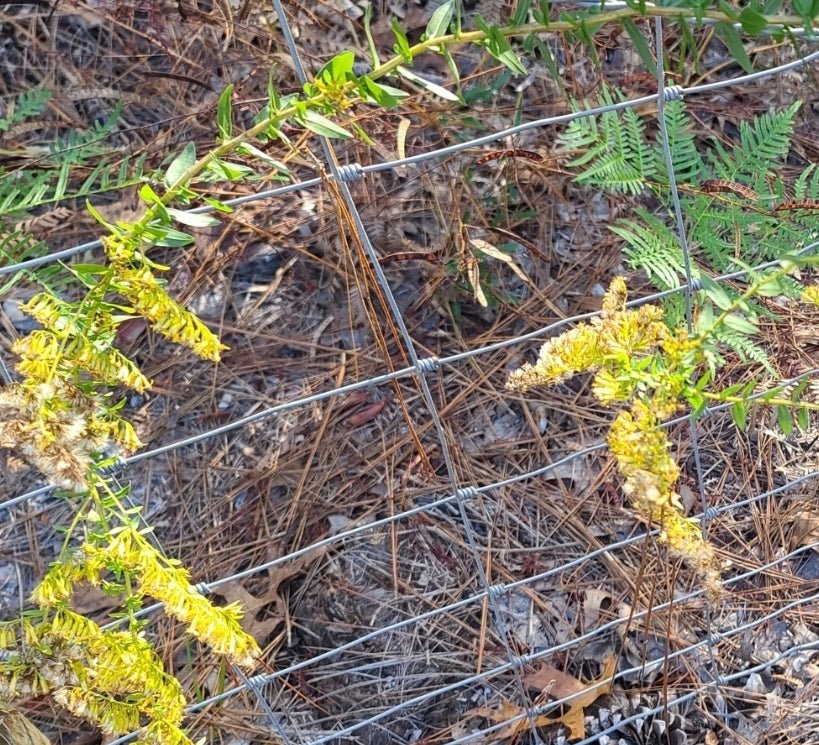 Goldenrod - Chapman's Goldenrod (Solidago odora)(Florida Native) - Whitwam Organics