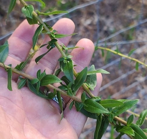 Goldenrod - Chapman's Goldenrod (Solidago odora)(Florida Native) - Whitwam Organics
