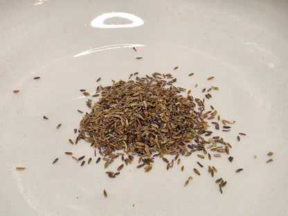 Goldenrod - Old Field Goldenrod (Solidago nemoralis) (Florida Native) - Whitwam Organics