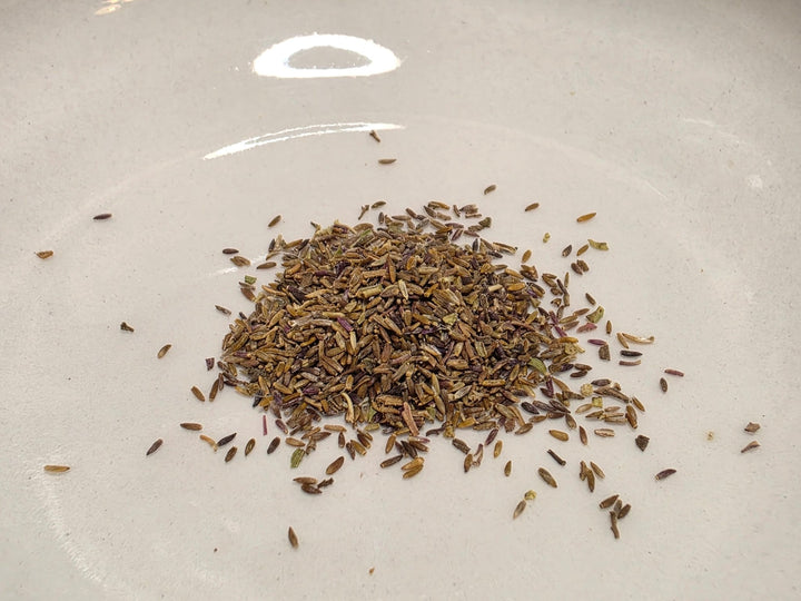 Goldenrod - Old Field Goldenrod (Solidago nemoralis) (Florida Native) - Whitwam Organics