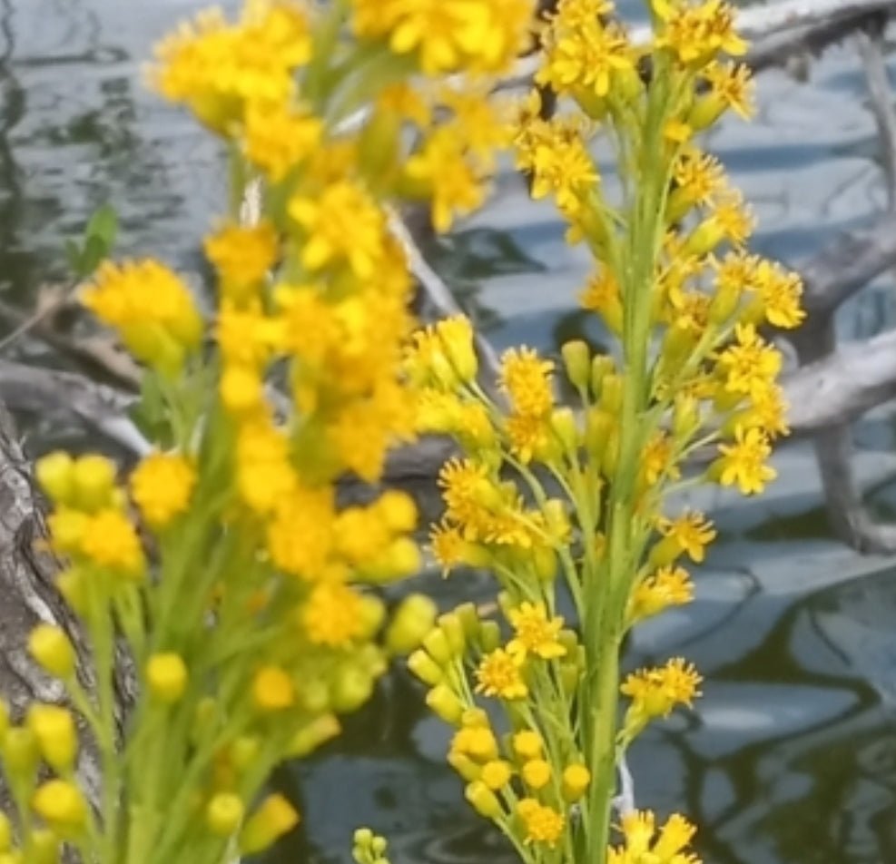 Goldenrod - Seaside Goldenrod (Solidago mexicana)(Florida Native) - Whitwam Organics