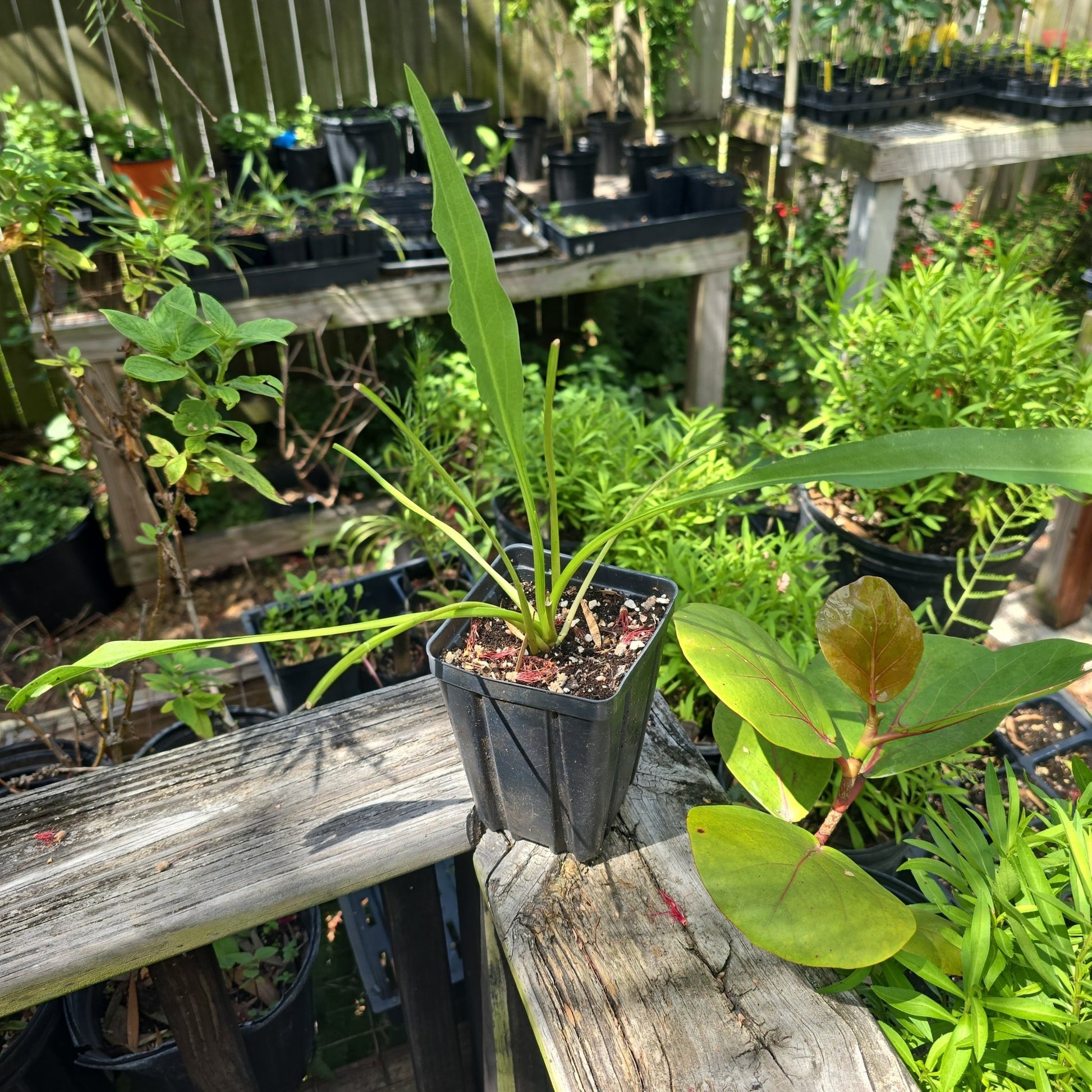Goldenrod - Seaside Goldenrod (Solidago mexicana)(Florida Native) - Whitwam Organics
