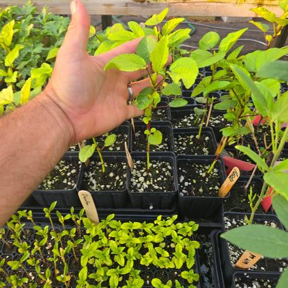 Hibiscus - Roselle, Jamaican Sorrel, Florida Cranberry (Hibiscus sabdariffa) - Whitwam Organics