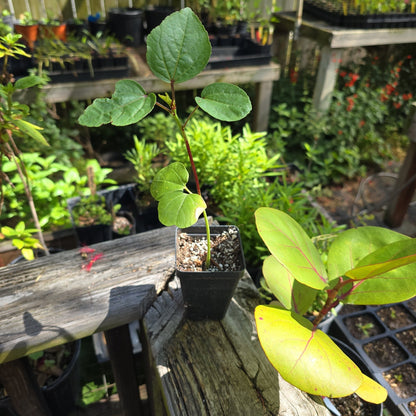 Hibiscus - Roselle, Jamaican Sorrel, Florida Cranberry (Hibiscus sabdariffa) - Whitwam Organics