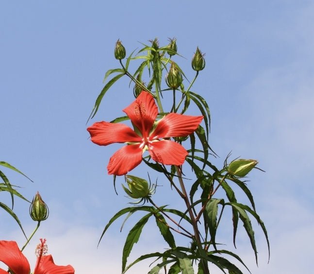 Hibiscus - Scarlet Rosemallow (Hibiscus coccineus)(Florida Native) - Whitwam Organics