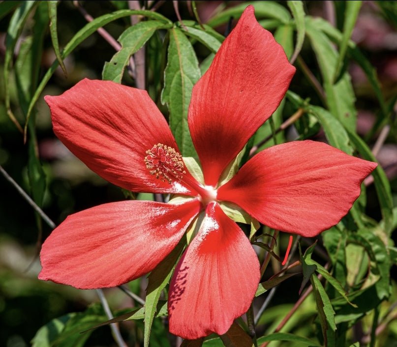 Hibiscus - Scarlet Rosemallow (Hibiscus coccineus)(Florida Native) - Whitwam Organics