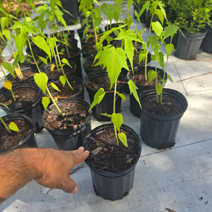Hibiscus - Scarlet Rosemallow (Hibiscus coccineus)(Florida Native) - Whitwam Organics