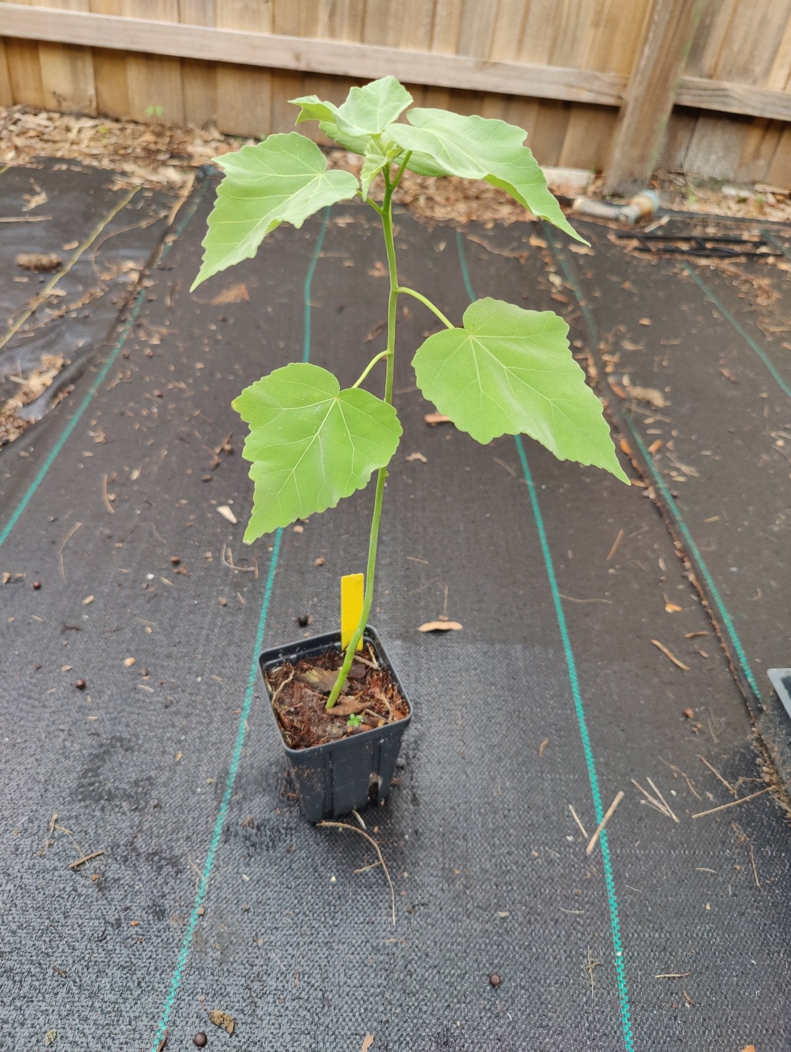 Hibiscus - Swamp Rosemallow (Hibiscus grandiflorus)(Florida Native) - Whitwam Organics