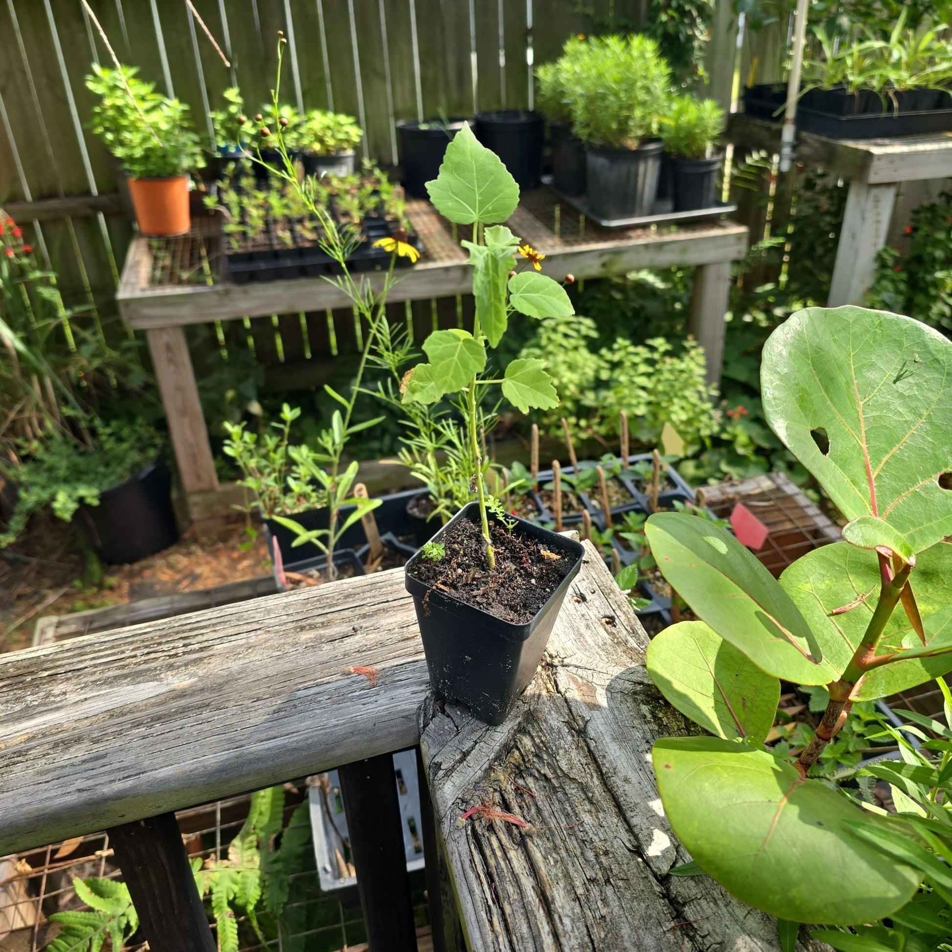 Hibiscus - Swamp Rosemallow (Hibiscus grandiflorus)(Florida Native) - Whitwam Organics