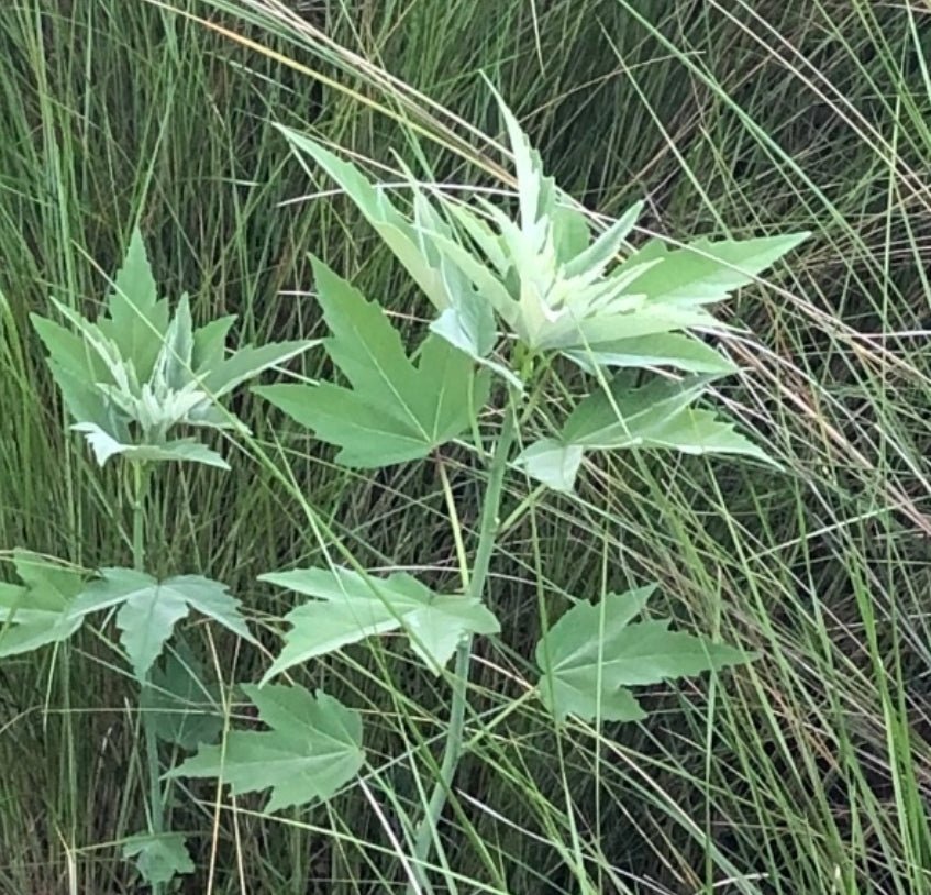 Hibiscus - Swamp Rosemallow (Hibiscus grandiflorus)(Florida Native) - Whitwam Organics