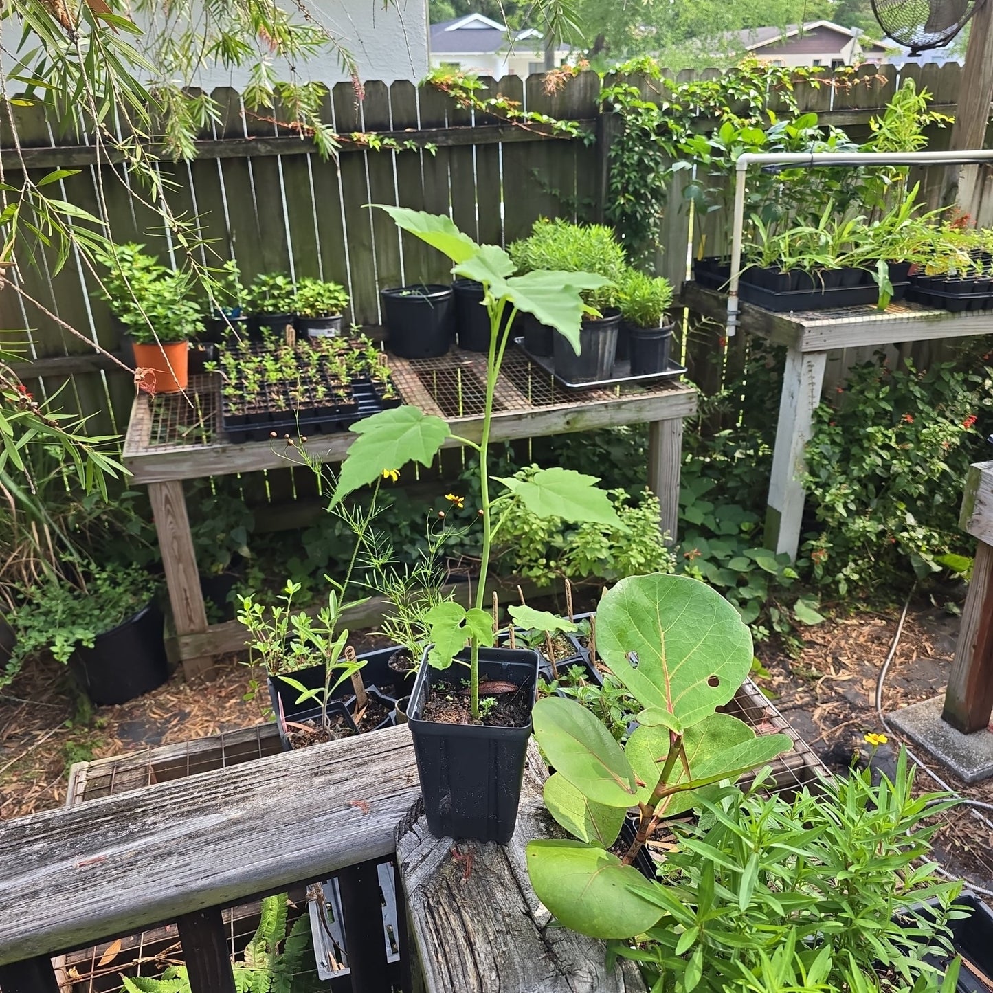Hibiscus - Swamp Rosemallow (Hibiscus grandiflorus)(Florida Native) - Whitwam Organics