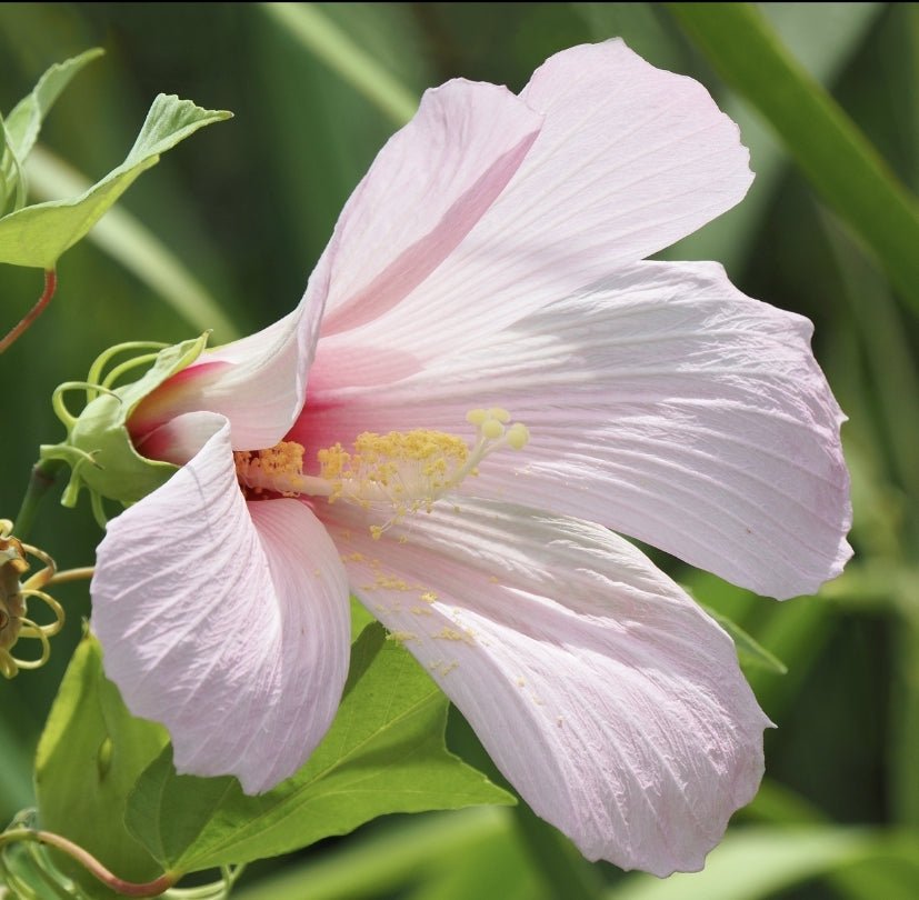 Hibiscus - Swamp Rosemallow (Hibiscus grandiflorus)(Florida Native) - Whitwam Organics