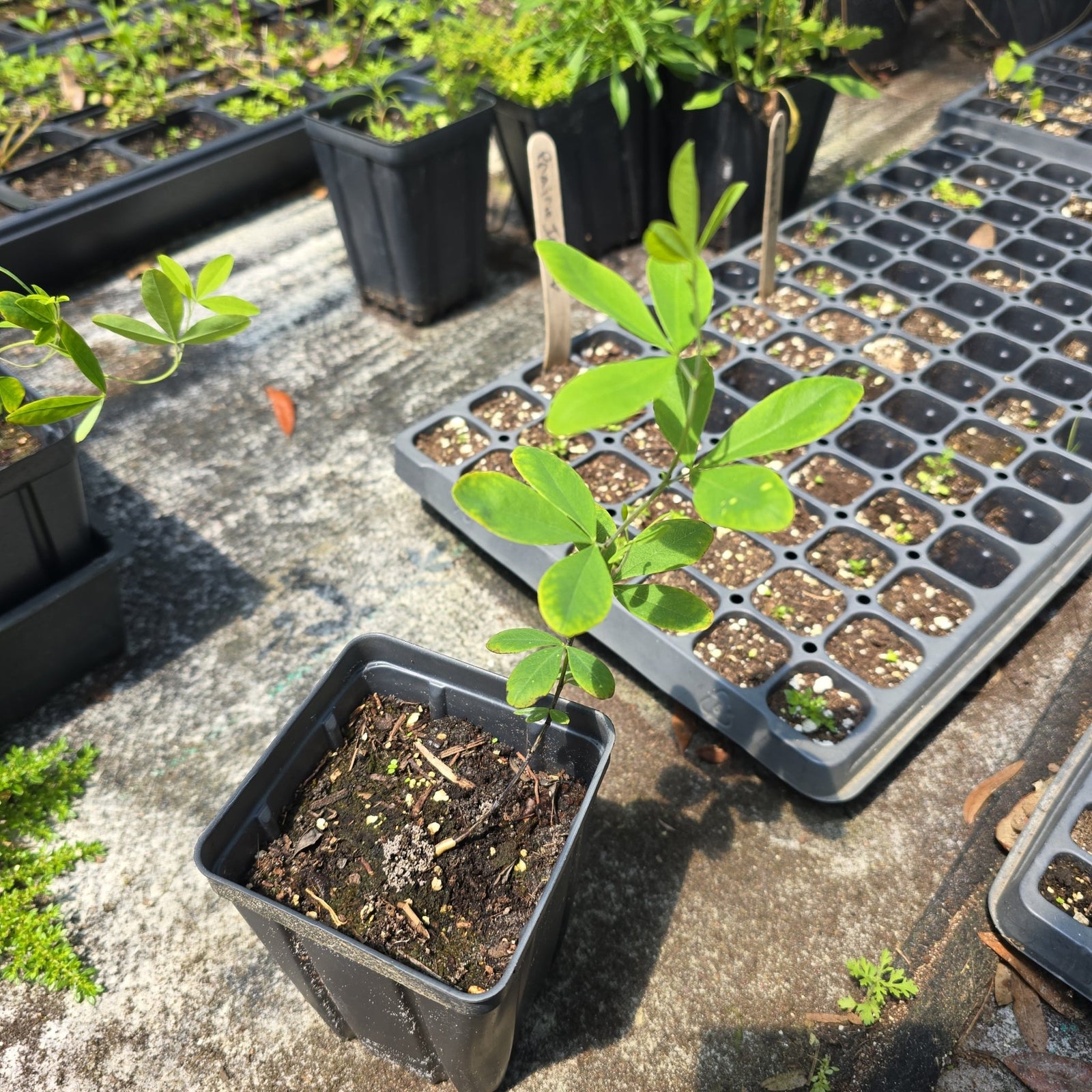 Indigo - White Wild (Baptisia alba) (Florida Native) - Whitwam Organics