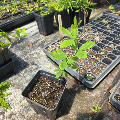 Indigo - White Wild (Baptisia alba) (Florida Native) - Whitwam Organics