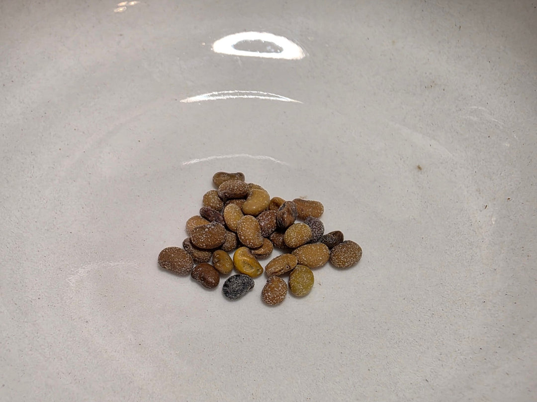 Indigo - White Wild (Baptisia alba) (Florida Native) - Whitwam Organics