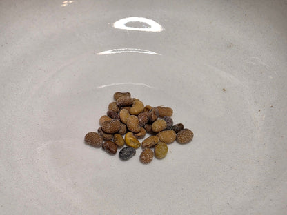 Indigo - White Wild (Baptisia alba) (Florida Native) - Whitwam Organics