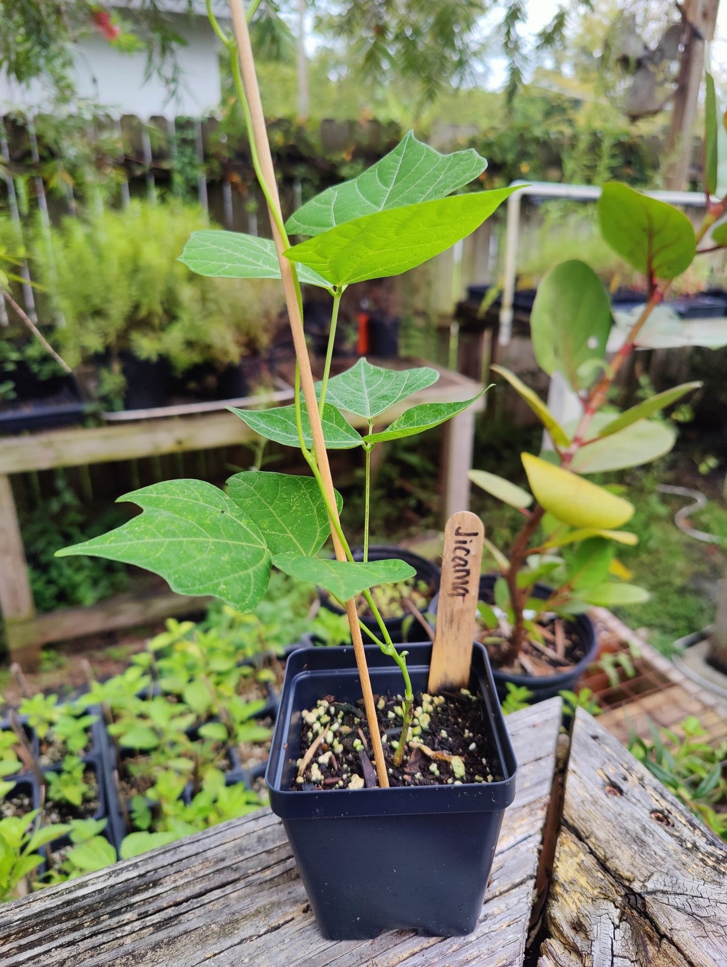 Jicama - Whitwam Organics