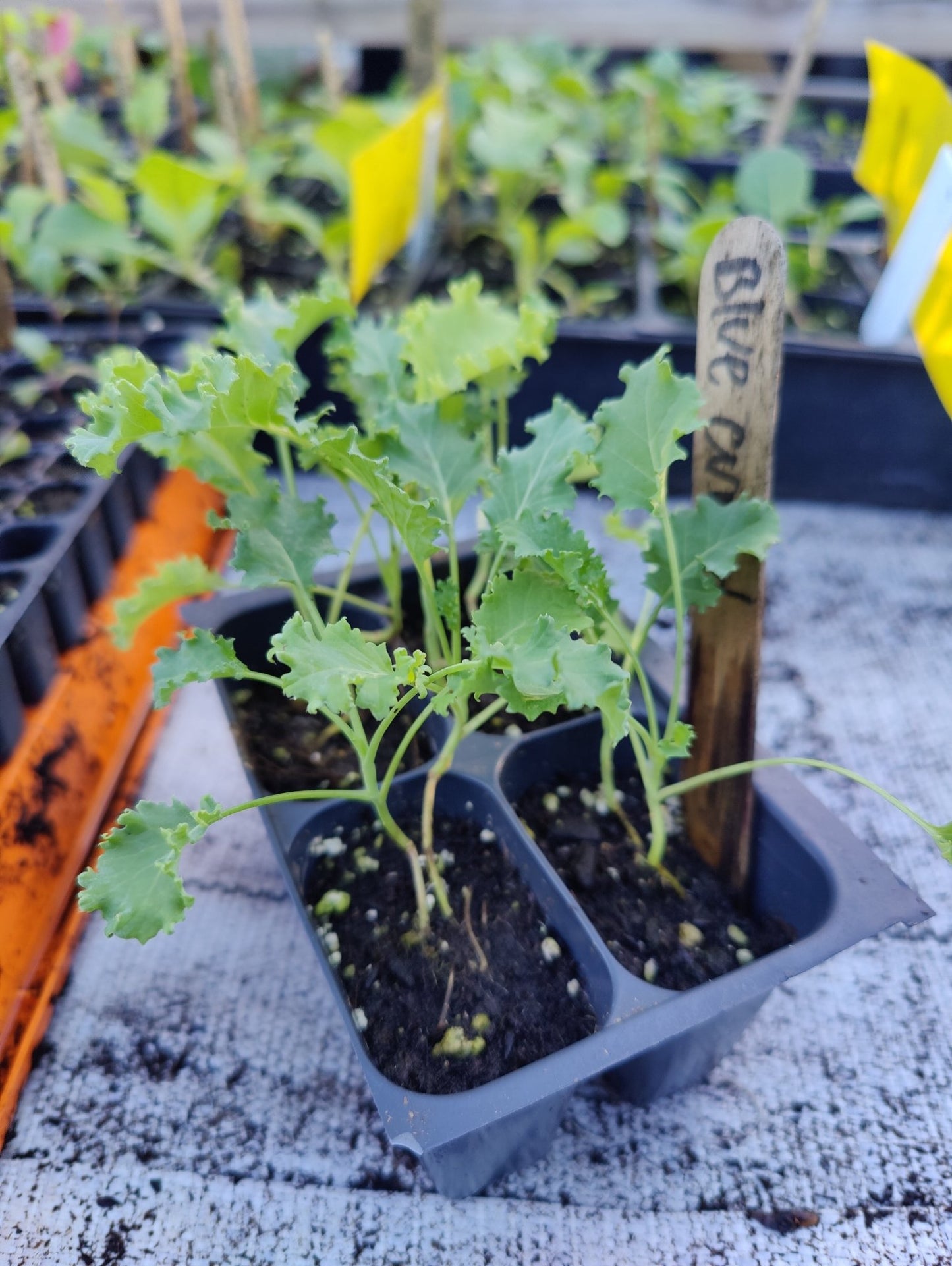 Kale - Blue Curled (Heirloom) - Whitwam Organics