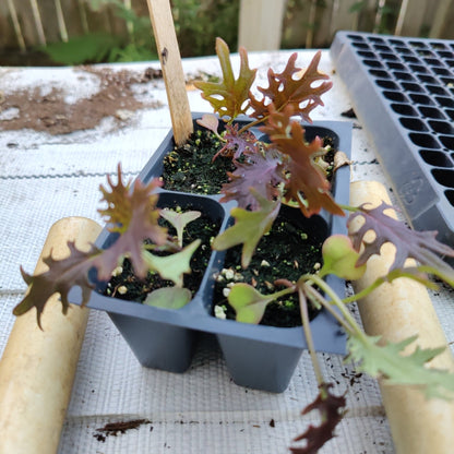 Kale - Red - Whitwam Organics