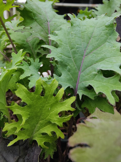 Kale - Red Russian (Heirloom) - Whitwam Organics