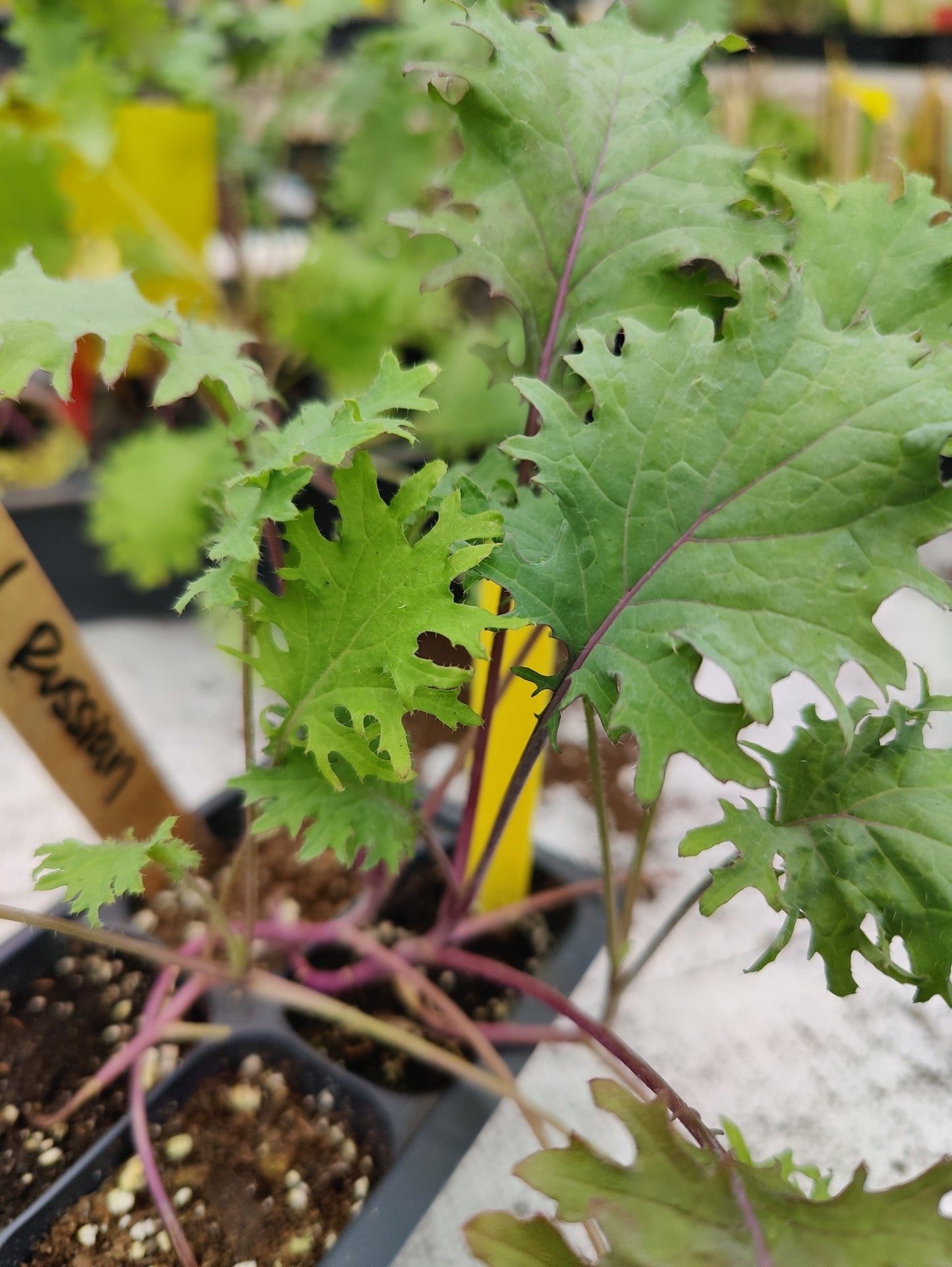 Kale - Red Russian (Heirloom) - Whitwam Organics