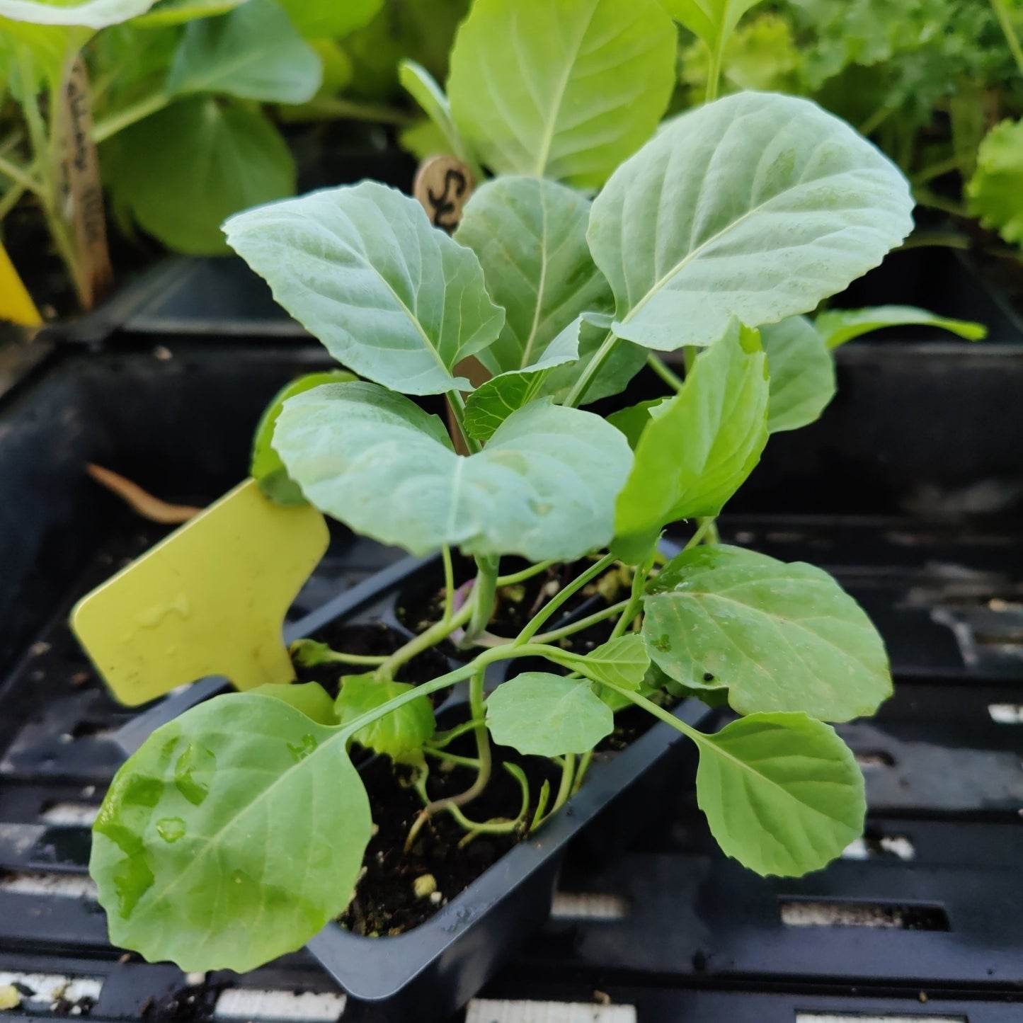 Kale - Suiho Chinese Flowering Kale, Chinese Broccoli - Whitwam Organics
